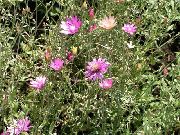 roz Floare Veșnică, Imortelă, Strawflower, Daisy Hârtie, Daisy Veșnică (Xeranthemum) fotografie