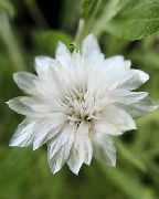 biela Kvetina Večný, Slamiha, Strawflower, Papier Sedmokráska, Sedmokráska Večný (Xeranthemum) fotografie