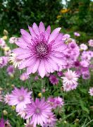 garden flowers lilac Everlasting, Immortelle, Strawflower, Paper Daisy, Everlasting Daisy Xeranthemum  photos, description, cultivation and planting, care and watering