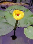 żółty Kwiat Zapobiegliwości-Box (Nuphar) zdjęcie