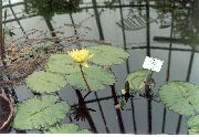 жовтий Квітка Латаття (Водяна Лілія) (Nymphaea) фото