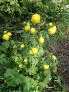 dzeltens Zieds Globuss Flower (Trollius) foto