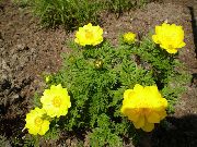sárga Virág Adonis Sibirica  fénykép