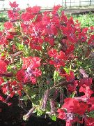 rød Blomst Cuphea  bilde