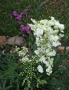 bijela Cvijet Meadowsweet, Dropwort (Filipendula) foto