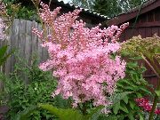 ροζ λουλούδι Σπειραία, Dropwort (Filipendula) φωτογραφία
