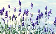 blauw Bloem Lavendel (Lavandula) foto