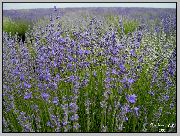 блакитний Квітка Лаванда Вузьколиста (Lavandula) фото