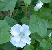 Лаватера білий Квітка