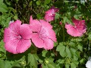ροζ λουλούδι Ετήσια Μολόχα, Τριαντάφυλλο Μολόχα, Βασιλικό Μολόχα, Βασιλική Μολόχα (Lavatera trimestris) φωτογραφία