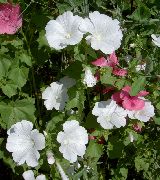 biela Kvetina Ročná Slez, Ruže Slez, Slez Kráľovský, Kráľovský Slez (Lavatera trimestris) fotografie