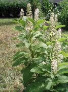 balts Zieds American Pokeweed, Inkberry, Pidgeonberry (Phytolacca americana) foto