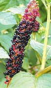 შავი ყვავილების American Pokeweed, Inkberry, Pidgeonberry (Phytolacca americana) ფოტო