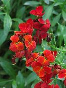 rød Blomst Bænkevarmer, Cheiranthus  foto