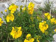žuti Cvijet Šeboj, Cheiranthus  foto