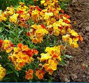 arancione Fiore Wallflower, Cheiranthus  foto