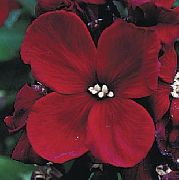 бордовий Квітка Лакфіоль (Хейрантус) (Cheiranthus) фото