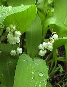 hvit Blomst Liljekonvall, Kan Bjeller, Vår Frue Tårer (Convallaria) bilde
