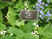 balts Zieds Maijpuķītes, Var Bells, Dievmātes Asaras (Convallaria) foto