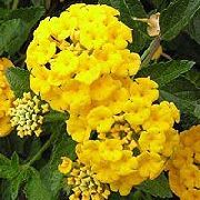 ყვითელი ყვავილების Lantana  ფოტო
