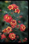kırmızı çiçek Lantana  fotoğraf