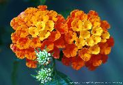 πορτοκάλι λουλούδι Lantana  φωτογραφία