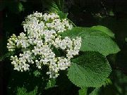 hvit Blomst Lantana  bilde