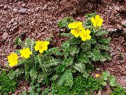 sarı çiçek Beşparmakotu (Potentilla) fotoğraf