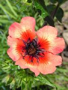 oranžna Cvet Cinquefoil (Potentilla) fotografija