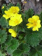 galben Floare Cinquefoil (Potentilla) fotografie