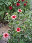 roz Floare Cinquefoil (Potentilla) fotografie