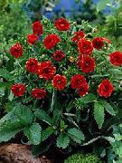 röd Blomma Finge (Potentilla) foto