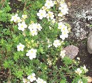 თეთრი ყვავილების Cinquefoil (Potentilla) ფოტო