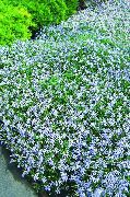 ljusblå Blomma Laurentia (Isotoma) foto