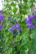 ლურჯი ყვავილების დაძმობილების Snapdragon, მცოცავი Gloxinia (Asarina) ფოტო