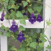purpurs Zieds Twining Lauvmutītes, Ložņu Gloksīnija (Asarina) foto