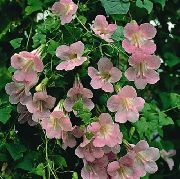 rosa Blomst Twining Snapdragon, Snikende Gloxinia (Asarina) bilde