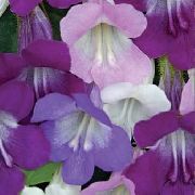 Entrelaçamento Snapdragon, Rastejando Gloxinia lilás Flor