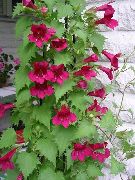garden flowers red Twining Snapdragon, Creeping Gloxinia Asarina photos, description, cultivation and planting, care and watering