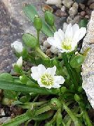 білий Квітка Левізія (Lewisia) фото