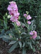 roz Floare Stoc Gradina (Matthiola incana) fotografie