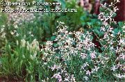 roz Floare Noapte Stoc, Plante Parfum, Stoc-Noapte Parfumat (Matthiola bicornis) fotografie