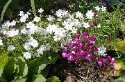 biela Kvetina Venuša Zrkadlo (Legousia speculum-veneris) fotografie
