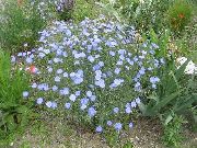 γαλάζιο λουλούδι Scarlet Λινάρι, Κόκκινο Λινάρι, Ανθοφορία Λινάρι (Linum grandiflorum) φωτογραφία
