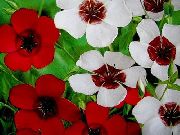 valkoinen Kukka Tulipunainen Pellava, Punainen Pellava, Kukinnan Pellava (Linum grandiflorum) kuva