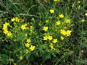ყვითელი ყვავილების Linum მრავალწლიანი  ფოტო