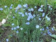 ღია ლურჯი ყვავილების Linum მრავალწლიანი  ფოტო