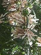 bianco Fiore Orecchio Del Leone, La Coda Del Leone, Dagga Selvaggio (Leonotis leonurus) foto