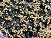 ყვითელი ყვავილების ჯუჯა Pepperweed (Lepidium nanum) ფოტო
