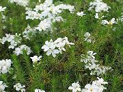 biały Kwiat Leptosifon (Leptosiphon) zdjęcie